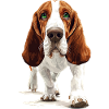 Basset