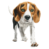 Beagle