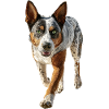 Australischer Treibhund