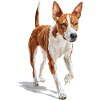 Basenji