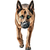 Belgischer Malinois