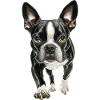 Boston Terrier