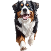 Berner Sennenhund