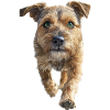 Border Terrier