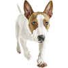 Bullterrier
