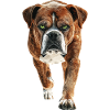 Boxer