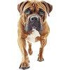 Bullmastiff
