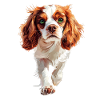 Cavalier King Charles