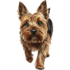 Cairn Terrier
