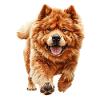 Chow-Chow
