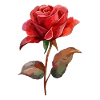 Rose Fleur Amour Saint Valentin