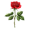Rose Fleur Amour Saint Valentin