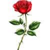 Rose Love Saint-Valentin