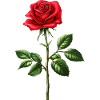 Conception de fleur de rose