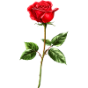 Rose Blume Liebe