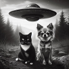 Chihuahua cat UFO