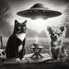 Chihuahua and UFO cat