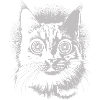 Chat fou