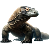 Komodo Dragon
