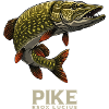 Brochet, pêche aux carnassiers, pêche