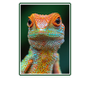 Lizards Lizard