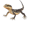 Lézards Lézard