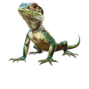 Lézards Lézard
