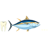 Tuna tooth ...