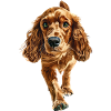 Cocker Spaniel
