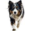 Collie