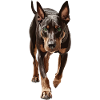 Dobermann