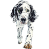 Englischer Setter