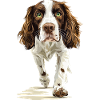 Englischer Springer Spaniel