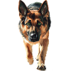 Deutscher Schäferhund