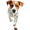 Jack Russell Terrier