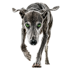 Windhund