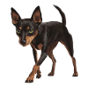 Zwergpinscher