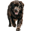 Neufundland