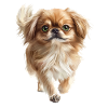 Pekinese