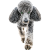 Pudel