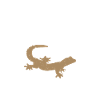 Tiny Dinosaur Whisperer