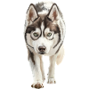 Sibirischer Husky