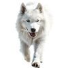 Samojede