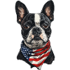 Boston Terrier