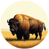 Bison dans la prairie