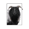 Schaf - Portrait I