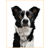 Border Collie - Portrait II