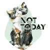 Cat - not today