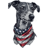 Whippet