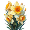 Daffodils or daffodils